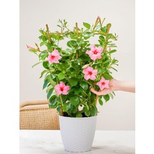 Hakay Nura Botanik Saksılı Pembe Mandevilla, 30-60 Cm, Sandavilla Tırmanıcı, Bol Çiçekli Dekoratif Bitki