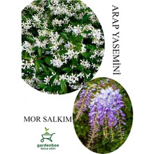Hakay Nura Botanik Arap Yasemini Çiçeği Saksılı 30-50CM + Mor Salkım Fidanı 30-60CM Kokulu Bahçe Seti