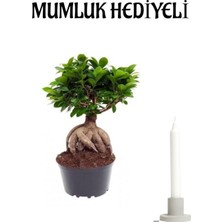 Hakay Nura Botanik Hediyelik Bonsai Bitkisi, Sevgililer Gününe Özel, Mumluk Hediyeli