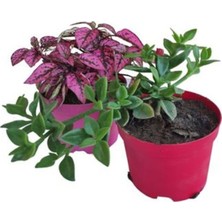 Hakay Nura Botanik Pembe Hostes Çiçeği + Buz Çiçeği, 2'li Set