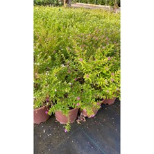 Hakay Nura Botanik Kufeya Cennet Çiçeği, Beyaz-Mor Set, Cuphea Hyssopifolia, 20-30CM