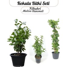 Hakay Gardenbox Kokulu Çiçek Seti, Melisa, Hanımeli Sarmaşık, Filbahri