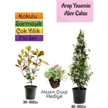 Hakay Nura Botanik Mis Kokulu Arap Yasemini, Alev Çalısı Fidanı, Mezem Çiçeği 3'lü Set