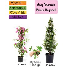 Hakay Nura Botanik Kokulu Arap Yasemini, Turuncu Begonvil, Kuşkonmaz Hediyeli 3'lü Bahçe Seti, 40-80 cm