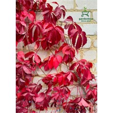 Hakay Serada Decor & Plant Amerikan Duvar Sarmaşığı, 5 Adet, 55-80 Cm, Kırmızı, Bahçe Peyzaj Bitkisi