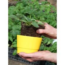 Hakay Serada Decor & Plant Iri Meyveli Çilek Fidanı, 5-10 Cm, 1 Adet Saksılı Dış Mekan Bitkisi, Çok Renkli