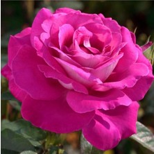 Hakay Nura Botanik Yediveren Gül Fidanı, 10-15 Cm, Saksılı, Aşılı Gül, Pink Rose