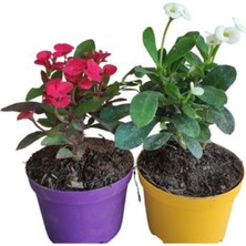 Hakay Nura Botanik 2'li Milli Dikenler Tacı Seti, Kırmızı+Beyaz, 5-10 Cm, Iç/dış Mekan Bitkisi