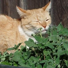 Hakay Doğal Catnip Kedi Nanesi Tohumu (100 Tohum)