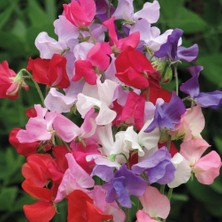Hakay Karışık Bezelye Çiçeği Tohumu (Lathyrus Odoratus) – 5+ Tohum