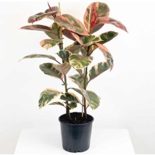 Hakay Nura Botanik Kauçuk Çiçeği Tekli Pembe Alacalı 80-100CM, Ev Salon Ofis Çiçeği