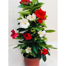 Hakay Serada Decor & Plant Mandevilla Mix 30-60 Cm, Karışık Renkli, Kırmızı Beyaz, Saksılı Çiçekli Sarmaşık
