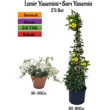 Hakay Nura Botanik Yoğun Kokulu Izmir Yasemini + Sarı Yasemin Fidanı 2'li Bahçe Bitki Seti