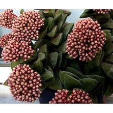Hakay Gardenbox Crassula Springtime Katmer Çiçekli Sukulent, 5.5cm Saksıda, Pembe