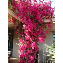 Hakay Nura Botanik Sarmaşık Begonvil, 40-60 Cm, 1 Adet Saksılı Çiçekli Dış Mekan Bitkisi, Bougainvillea, Pembe