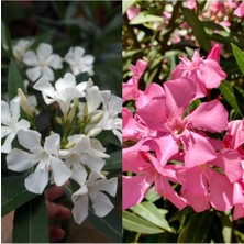 Hakay Nura Botanik Beyaz ve Pembe Renkli 3 Adet Zakkum Fidanı Tüplü 40-85CM, Oleander Sapling