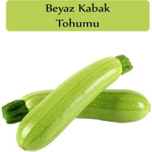 Hakay Zencefil Organik Beyaz Kabak Tohumu 1 Paket (10GR=100+ Adet) Sakız Kabak Tohumu