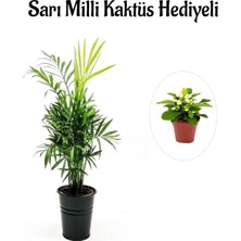 Hakay Nura Botanik Şamador Dağ Palmiyesi Bitkisi, Sarı Milli Kaktüs, Çiçekli Bodur Bitkiler