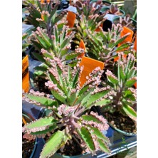 Hakay Gardenbox Pembe Renk Kalanchoe Daigremontiana, 1 Saksılı, 10-15 cm