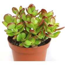Hakay Nura Botanik Crassula Ovata, Para Çiçeği, Şans Agaçı Large