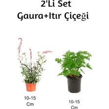 Hakay Gardenbox Gaura Çiçeği + Itır Çiçeği 2'li Set, Dış Mekan Bitkisi, 10-15 Cm, Çok Renkli