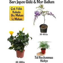 Hakay Bitkim Sende Sarı Japon Gülü Çiçeği, Mor Salkım Ağacı Fidanı, Tül Kuşkonmaz Hediyeli Peyzaj Seti