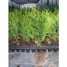 Hakay Serada Decor & Plant Yeşil Leylandi Çit Bitkisi, 10-25CM, 40 Adet, Dış Mekan Peyzaj Bitkisi