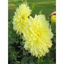Hakay Videolu Canlı Sarı 1 Adet Yıldız Çiçeği Fidesi 20-30CM Saksılı (Ornithogalum)