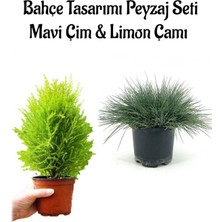 Hakay Nura Botanik Mavi Çim ve Limon Çamı Bahçe Seti, 2 Adet Saksılı Bitki