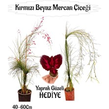 Hakay Kırmızı Mercan-Beyaz Mercan Çiçeği 2 Adet+Bordo Yaprak Güzeli Çiçeği Hediyeli Bahçe Bitkisi