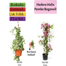 Hakay Çok Avantajlı Hedera Helix Sarmaşığı+ Pembe Begonvil+ Buz Çiçeği Hediyeli