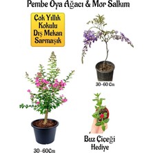 Hakay Serada Decor & Plant Pembe Oya Ağacı Fidanı, Mor Salkım Ağacı Fidanı, Buz Çiçeği Hediyeli Bahçe Peyzaj Seti, 30-60 cm