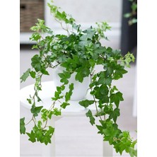Hakay Gardenbox Canlı Orman Sarmaşığı (Hedera Helix), Formlu ve Sağlıklı, 40-60 cm