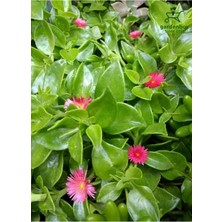 Hakay Nura Botanik Yayılıcı Buz Çiçeği, 10 Adet, Viyolde, 10-15 Cm, Delosperma