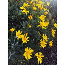 Hakay Videolu Sarı Çalı Papatyası 25-40 cm Saksılı Çiçekli Bodur Bitkiler (Euryops Pectinatus), BTS224
