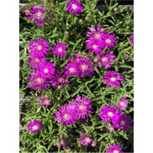 Hakay Serada Decor & Plant Mezem Çiçeği, Yer Örtücü Acem Halısı Çiçeği, 3 Adet, Mor