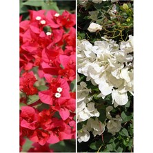 Hakay Serada Decor & Plant Begonvil Sarmaşık, Kırmızı Beyaz Çiçekli, 30-50 Cm, 2 Adet Saksılı Balkon Çiçeği