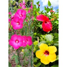 Hakay Nura Botanik 3 Renk Japon Gülü, 30-50 Cm, 3 Adet Saksılı Çiçekli Dış Mekan Bitkisi, Hibiscus Rosa-Sinensis