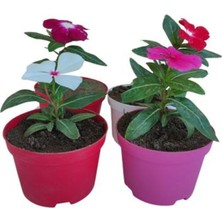 Hakay Serada Decor & Plant 4'lü Mini Rozet Çiçeği, Mor, Beyaz, Kırmızı, Pembe, 5-10 Cm, Iç/dış Mekan Bitkisi