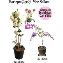Hakay Nura Botanik Kartopu Çiçeği, Mor Salkım, Pembe Gazanya Hediyeli Saksılı Bahçe Seti