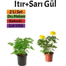 Hakay Gardenbox Yoğun Kokulu Itır Çiçeği + Sarı Gül Fidanı Saksılı, 15-25 Cm, Dış Mekan Bitkileri, 2'li Set