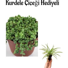 Hakay Öğretmenler Gününe Özel Tespih-Boncuk Çiçeği Bitkisi Kurdele Çiçeği Hediyeli