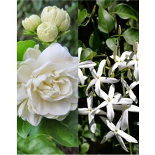 Hakay Gardenbox Yasemin Çiçeği, Arap Yasemin, Katmerli Ful Yasemin, 30-50 Cm, 2 Adet, Çok Renkli, Dış Mekan Bitkisi