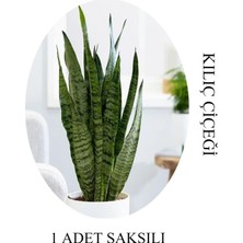 Hakay Nura Botanik Kılıç Çiçeği Salon Bitkisi, 1 Adet, Saksılı, 20-30CM, Yeşil