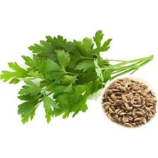 Hakay Maydanoz Iri Yaprak (Çoklu Tohum) - 10 Gram