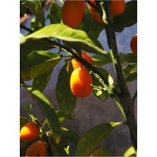 Hakay Videolu Meyveli 1 Adet Kamkat Fidanı Balkon Bitkisi 60-120CM Saksılı (Kumquat Sapling)