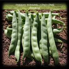 Hakay Zencefil Organik Cino Oturak Fasülye Tohumu 1 kg (2500+ Adet) Sıla Gina Fasulye Tohumu