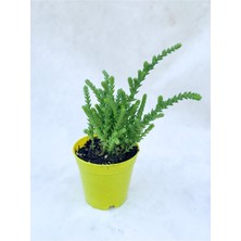 Hakay Gardenbox Prenses Çamı Çiçeği, 10-15 cm Saksılı, Crassula Muscosa, Çiçekli Bodur Bitki