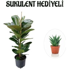Hakay Avantajlı Parlak Canlı Yapraklı Kauçuk Bitkisi Sevgililer Gününe Özel Sukulent