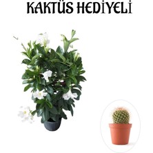 Hakay Avantajlı Kokulu Beyaz Mandevilla Sarmaşığı Sevgililer Gününe Özel Kaktüs